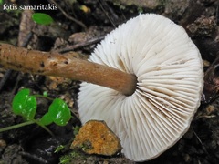 Lepiota grangei
