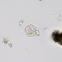 Paraquadrula irregularis