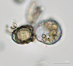 Paraquadrula irregularis