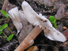 Lepiota grangei