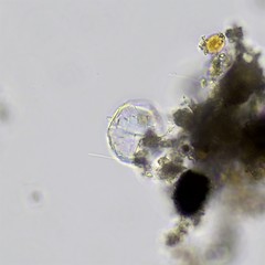 Paraquadrula irregularis