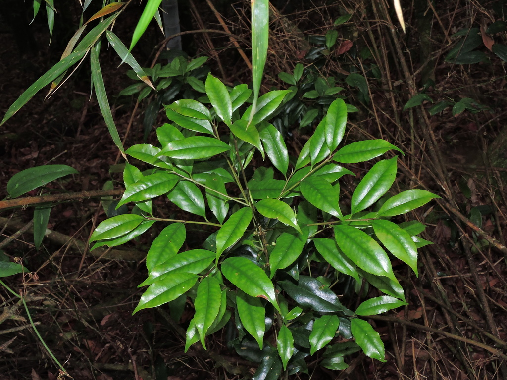 Symplocos heishanensis