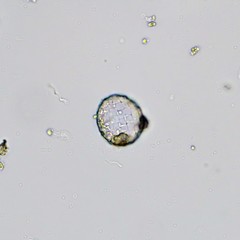 Paraquadrula irregularis