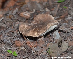 Lepiota brunneoincarnata