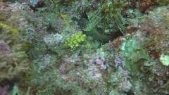 Rypticus bicolor