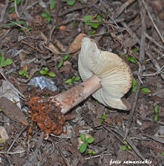 Lepiota brunneoincarnata