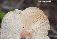 Lepiota brunneoincarnata
