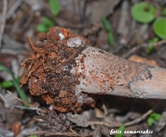 Lepiota brunneoincarnata