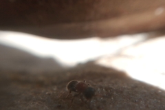 Darditilla debilis