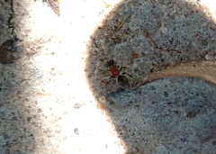 Darditilla debilis
