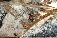 Darditilla debilis