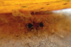 Darditilla debilis
