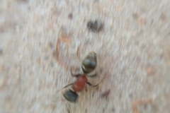 Darditilla debilis