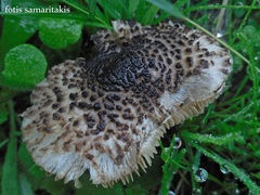 Lepiota brunneoincarnata
