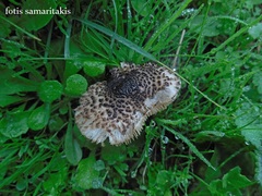 Lepiota brunneoincarnata