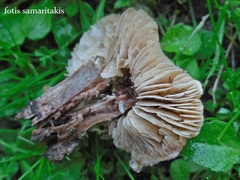 Lepiota brunneoincarnata