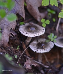 Lepiota felina