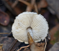 Lepiota felina