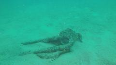 Diplectrum pacificum