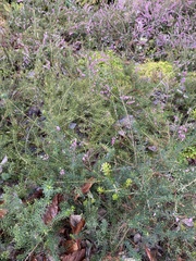 Erica carnea