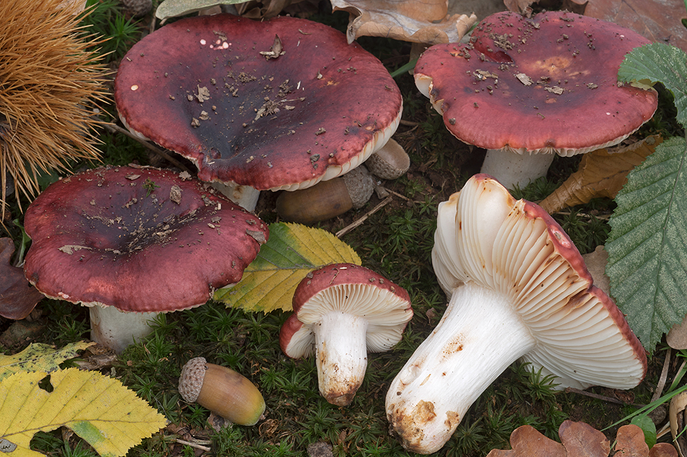 Russula melliolens