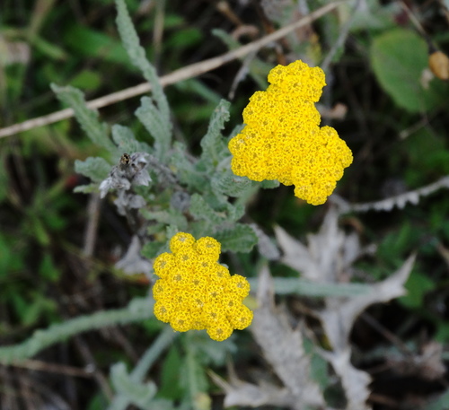 Achillea coarctata, photograph 4