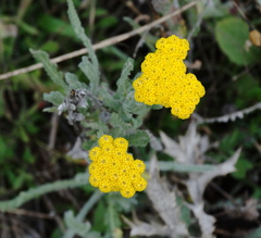Achillea coarctata