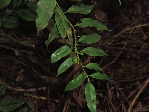 Ilex arisanensis (Ilex arisanensis)