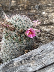 Mammillaria grahamii