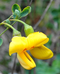 Colutea