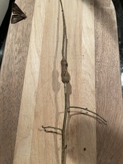 Neolasioptera linderae