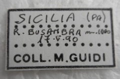 Ethmia aurifluella