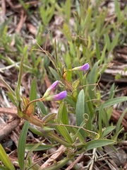 Lathyrus pusillus
