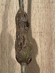 Neolasioptera linderae