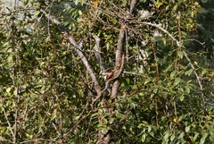 Heterophasia capistrata