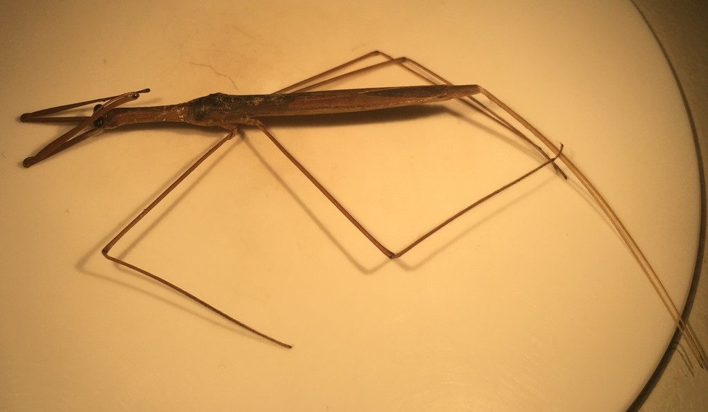Ranatra drakei