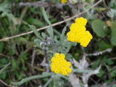 Achillea coarctata