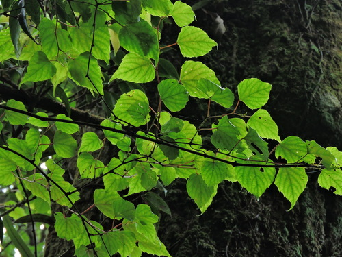 Image of Vitis flexuosa by (c) Jacy Chen, some rights reserved (CC BY)