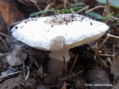Lepiota subvolvata
