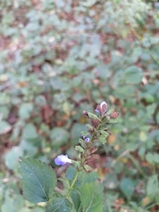 Salvia languidula
