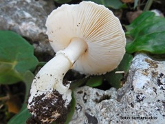 Lepiota subvolvata