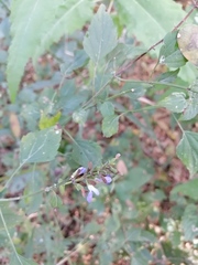 Salvia languidula