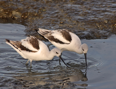 Recurvirostra americana