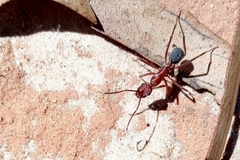 Ectatomma opaciventre