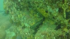 Cephalopholis panamensis