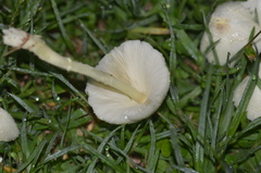 Leucocoprinus straminellus