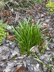 Leucojum aestivum