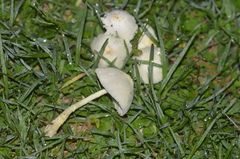 Leucocoprinus straminellus