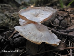 Leucopaxillus rhodoleucus
