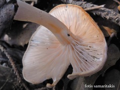 Leucopaxillus rhodoleucus